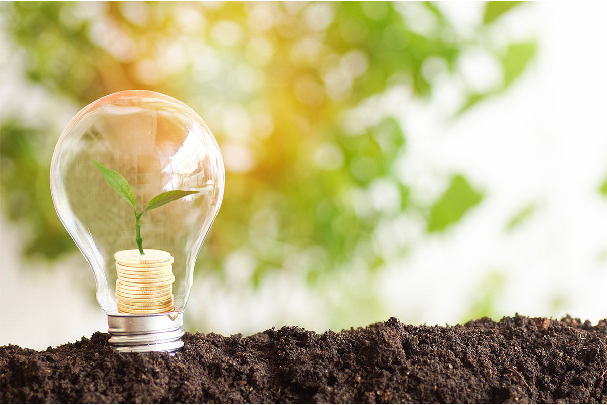 Eine Glühbirne mit Münzen und einer Pflanze auf einem Bode aus Erde